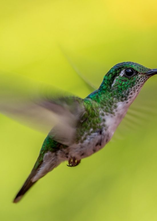 humming bird